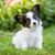 Pequeño cachorro de Papillon marrón y blanco, cachorro de spaniel enano con orejas puntiagudas y pelo largo, pequeño perro inteligente