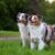 dos grandes perros Pastor Australiano de pie uno al lado del otro en un prado verde y jadeando, perro con pelaje largo, perros coloridos, perro que tiene tres colores y ojos azules, raza de perro australiano, raza de perro grande, no es un perro principiante, raza de perro popular, visualmente muy hermoso perro, raza de perro lindo