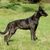 Perro pastor holandés atigrado, perro tigre negro con orejas puntiagudas, raza de perro grande de los Países Bajos, perro pastor holandés, perro pastor de los Países Bajos, Hollandse Herder, Hollandse Herdershond, pastor holandés