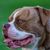perro, mamífero, vertebrado, raza de perro, Canidae, old english bulldog, renascence bulldog, australian bulldog, bulldog side view