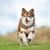 Cachorro de Lapphund finlandés, perro blanco marrón similar al husky, perro corriendo por la pradera