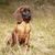 Perro, mamífero, vertebrado, Canidae, raza de perro, carnívoro, Perro de Montaña de Baviera, perro, hocico, cachorro de Perro de Montaña de Baviera marrón claro en el campo con collar de perro naranja