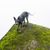 Perro desnudo peruano en roca verde, raza de perro, montaña, Perú