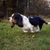 Perro blanco marrón negro corriendo rápido por un prado verde, basset corriendo, perro con largas orejas caídas y pelaje corto hasta la rodilla