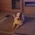 Perro, nube, TV, carnívoro, madera, raza de perro, suelo, piso, marco de fotos, perro de compañía,