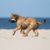 Un cachorro de pastor catalán corre por la arena junto al mar