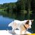 Agua, perro, cielo, árbol, collar, lago, planta, spitz, carnívoro, cervatillo,