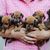 perro, mamífero, vertebrado, raza de perro, cánido, cachorro, carnívoro, hocico, raza similar al puggle, perro de compañía, cachorros de perro salchicha pequeño marrón, muchos cachorros