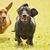 Perro, mamífero, vertebrado, raza de perro, Canidae, carnívoro, raza similar al Pinscher, perro de caza Dachshund, perro guardián, hocico, Dachshund marrón claro y Dachshund negro