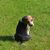 Cachorro de Foxhound inglés sentado en un prado, perro pequeño tricolor, perro similar al beagle, perro tricolor, perro con orejas caídas, raza de perro de caza