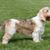 Basset Griffon Vendeen, Petit Basset Griffon Vendeen con rosa en la boca, raza canina tricolor de Francia, perro de caza francés, perro de caza, perro de pelo áspero, perro de pelo áspero, perros marrones blancos, perros naranjas