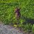 perro marrón oscuro Prager Rattler de pie en un prado verde, el perro que se parece a Chihuahua