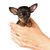 Este es el tamaño de un perro Prager Rattler comparado con una mano, cachorro que parece un Chihuahua pero es un Prager Rattler, perro pequeño con orejas puntiagudas y cara oscura, coloración como un Doberman.