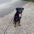 Hund,Hunderasse,Straßenbelag,Halsband,Fleischfresser,Pflanze,Asphalt,Kitz,Hundehalsband,Begleithund,
