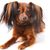 Russkiy Toy negro acostado sobre fondo blanco, raza de perro pequeño de Rusia, raza de perro ruso, Terrier, Toy Terrier ruso, orejas colgantes con pelo largo, perro similar a Chihuahua