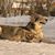 Saarlooswolf perra, perras en la nieve, wolfhound de Holanda hembra