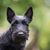 Scottish Terrier negro, perro pequeño con pelaje negro, perro con pelaje largo, raza de perro negro, orejas picudas, perro con bigote, perro de ciudad, raza de perro para principiantes