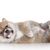 mamífero, vertebrado, Canidae, perro, Shiba Inu cachorro marrón claro con orejas de pinchazo, pequeño perro marrón con orejas de pinchazo, cola enroscada, cachorro que parece un oso