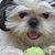 Perro, mamífero, vertebrado, raza de perro, Canidae, raza parecida al Maltepoo, raza parecida al Maltés, perro parecido al Perro Imperial Chino, cachorro de Shih tzu, carnívoro, perro blanco pequeño