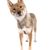 Perro Shikoku de Japón, raza de perro japonés marrón blanco, perro parecido al Shiba Inu, perro de Japón, raza de perro de caza con orejas paradas, raza de perro bonita con lengua larga, perro asiático, raza mediana, Kochi-Ken, Spitz, perro joven, marrón claro, perro rojo de Japón, raza Spitz de Asia