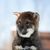 Cachorro de perro Shikoku de Japón, raza de perro japonés marrón blanco, perro parecido al Shiba Inu, perro de Japón, raza de perro de caza con orejas paradas, linda raza de perro con lengua larga, perro asiático, raza mediana, Kochi-Ken, Spitz, perro joven, marrón claro, perro rojo de Japón, raza Spitz de Asia, cachorro marrón oscuro con orejas paradas, perro parecido al Akita Inu