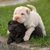 perro, mamífero, cachorros de shar pei jugando, vertebrado, canidae, raza de perro, ori-pei, piel, arrugas, perro parecido al viejo bulldog inglés, perro arrugado en negro, perro pequeño negro, perro pequeño blanco, perro albino