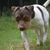 Terrier Brasileño tricolor de color claro, raza de perro pequeña de hasta 10 kg, perro de tamaño medio con orejas de punta