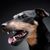 Terrier alemán de caza con hocico claro, orejas de punta de un pequeño perro alemán de pelo claro y áspero