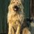 El viejo perro pastor alemán también se llama caniche de oveja, de pelaje largo y áspero con orejas caídas y de tamaño mediano.