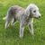Perro, mamífero, vertebrado, Canidae, raza de perro, carnívoro, grupo deportivo, terrier, Bedlington Terrier blanco de pie en un prado