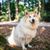 Elo blanco con manchas marrones se sienta en un bosque y mira a la cámara, perro similar al Spitz, raza de perro para familias y principiantes