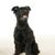 pequeño perro negro que es una mezcla de perro Yorkshire Terrier y caniche estándar, perro con poco pelo, mezcla híbrida, perro híbrido, perro de diseño, Yorkiepoo es adecuado para alérgicos