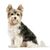 Perro, mamífero, vertebrado, raza de perro, Canidae, Yorkshire Terrier, perro que parece cachorro, Biewer Terrier, carnívoro, perro de compañía, perro pequeño gris y blanco, esquilado, perro con orejas puntiagudas