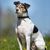 Chien de race en bonne santé, photographié à l'extérieur, dans la nature, par une journée ensoleillée.