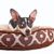 Adorable mélange chihuahua-ratterrier sur un lit pour animaux de compagnie isolé sur fond blanc