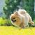 Adorable chiot poméranien croisé chien pékinois courir sur l'herbe avec bonheur.