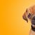 Portrait d'un chiot pugelier sur un fond orange avec un dégradé de couleurs. moitié carlin moitié Cavlier King Charles Spaniel