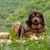 Sarplaninac, race de chien de berger de Serbie