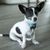 Edison, le mélange Rat Terrier/Chihuahua, pose pour la caméra