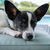 Edison le terrier de rat Chihauhau se repose et regarde la caméra