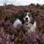 Gros plan sur un chien de Tornjak, gueule ouverte, debout dans un champ de fleurs de Calluna