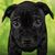 Femelle noire American Staffordshire Bull Terrier ou chiot AmStaff de cinq semaines sur fond vert.