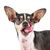 Un adorable mélange rat-terrier-chihuahua isolé sur un fond blanc Prise de vue en studio face à la caméra