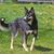 Chien de berger lapon lors d'une promenade matinale dans le parc de la ville. Le chien de berger lapon est originaire de Finlande. Les animaux de compagnie. Une journée ensoleillée. Gros plan.