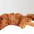 Beau chien irlandais doré qui a l'air triste et solitaire. Mélange de golden retriever et de setter irlandais. Chien couché sur un coussin blanc, place pour le texte. Chien dépressif.