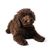 Mini chien chiot Labradoodle brun de 10 semaines
