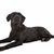 Chien croisé d'un labrador et d'un flat-coated retriever sur fond blanc