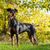 Pincscher allemand debout dans un pré regardant la caméra, chien noir brillant, fourrure brillante, race de chien allemand, race de chien moyenne avec oreilles inclinées.