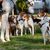 Groupe de Foxhounds américains devant un cheval, chiens de chasse avant le départ.