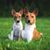 Chien Basenji brun blanc et chiot brun blanc, chien avec de grandes oreilles dressées assis sur un pré vert